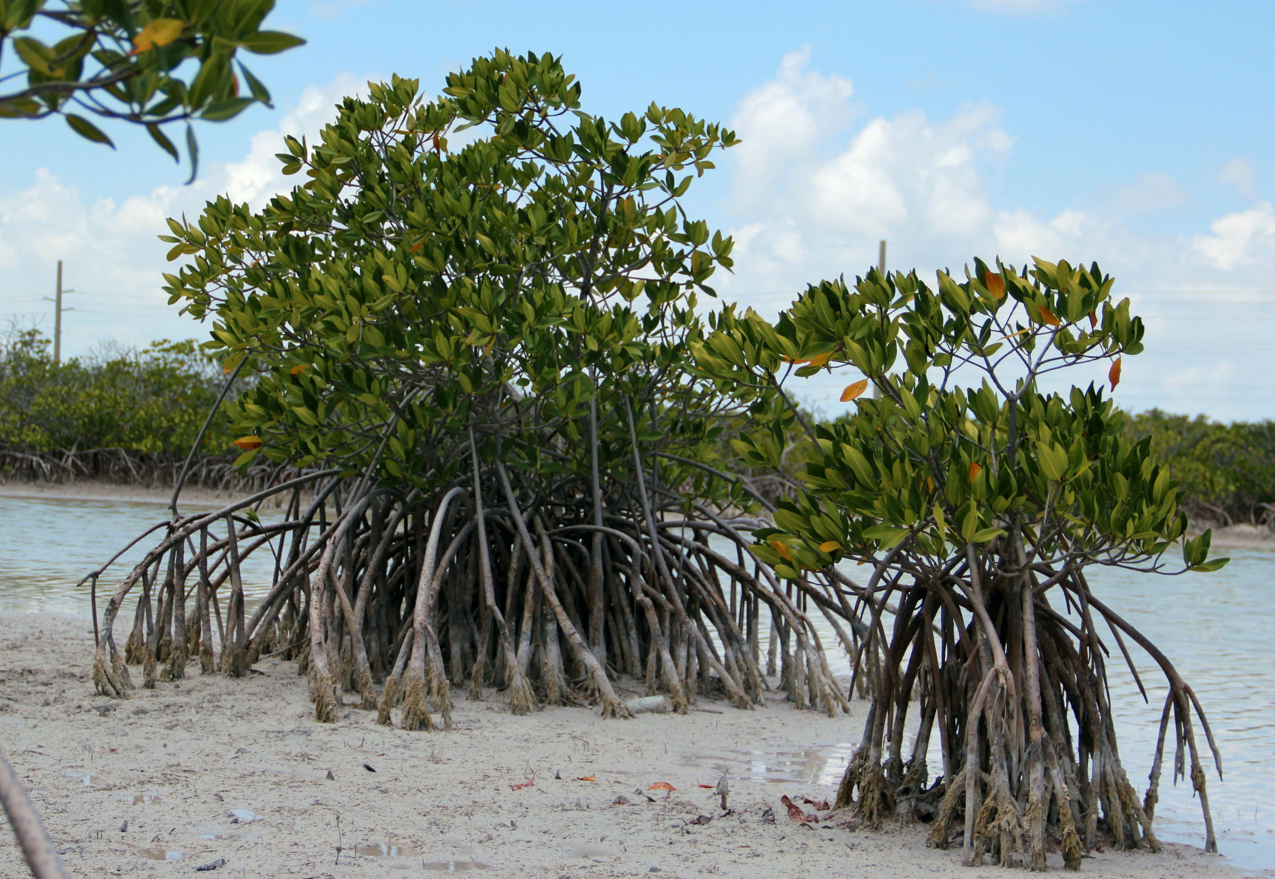 mangroven.jpg