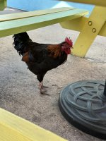 IMG_1868.jpeg