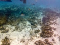 IMG_4599.jpeg