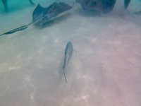 IMG_4774.jpeg