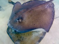 IMG_4764.jpeg