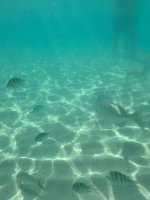 IMG_2169.jpeg