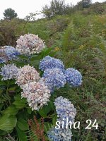 IMG_20240801_092959.jpg