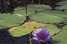 IMG_3176.JPG