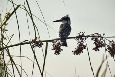 IMG_3168b.jpg