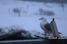 IMG_6551.JPG