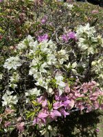 IMG_6086.jpeg