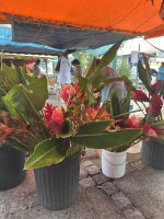 IMG_6386.jpeg