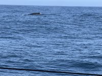 IMG_7172.JPG