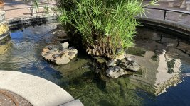 IMG_2479.JPEG