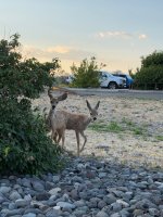 IMG_4520.jpeg