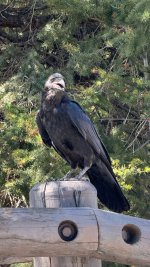 IMG_2315.jpeg