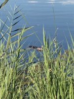 IMG_4843.jpeg