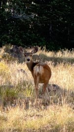 IMG_2965.jpeg