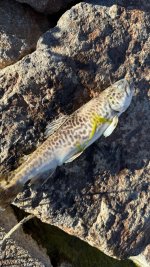 IMG_3021.jpeg