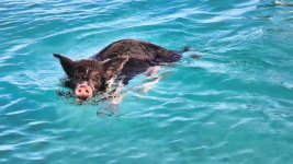 Swimming_Pigs_Big_Major_Cay_1(9)-neo.jpg Swimming_Pigs_Big_Major_Cay_1(9)-neo.jpg