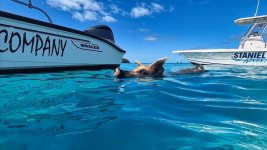 Swimming_Pigs_Big_Major_Cay_1-neo.jpg Swimming_Pigs_Big_Major_Cay_1-neo.jpg