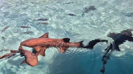 Nurse_Sharks_Compass_Key(8)-neo.jpg Nurse_Sharks_Compass_Key(8)-neo.jpg