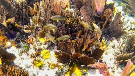 20250816_coral_reef_plus(3)-neo.jpg 20250816_coral_reef_plus(3)-neo.jpg