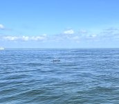 IMG_1003.jpg