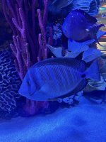 IMG_4235.jpeg