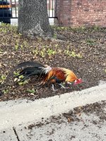 IMG_7076.jpeg