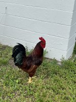 IMG_7094.jpeg