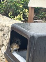 IMG_7160.jpeg