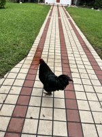 IMG_7278.jpeg