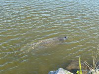 IMG_4215.jpg