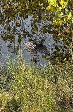 IMG_4261.jpg