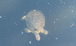 IMG_4310.jpg