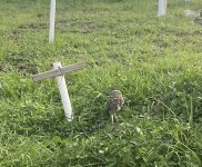 IMG_1527.jpeg