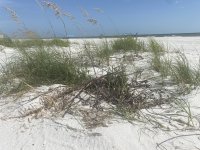 IMG_8702.jpeg
