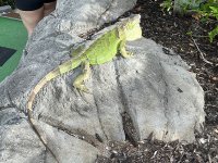 IMG_4533.JPG