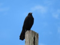 IMG_0676.JPG