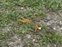 IMG_5058.JPG