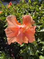 IMG_6163K.JPG
