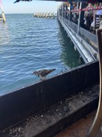 IMG_4783.JPEG