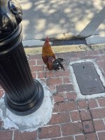 IMG_4804.JPEG
