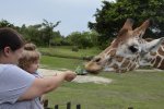 Miami Zoo Giraffe.jpg