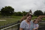 Miami Zoo Giraffe 2.jpg