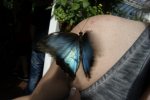 Butterfly (6).jpg