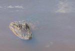 110616 -- Airboat&Naples_DNG --33.jpg