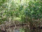 009-34 Everglades NP.jpg