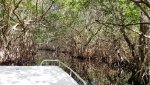 009-08 Everglades NP.jpg