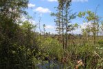2004-08-25-Everglades 271X.jpg