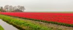 0001-01 Tulpenroute Noordoostpolder 1.jpg