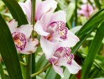 001-056 Noordoostpolder Orchideenwelt 1.jpg