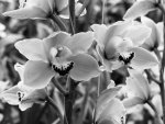 001-057 Noordoostpolder Orchideenwelt 1.jpg